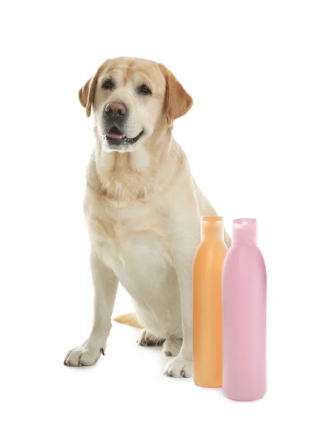 Cute Labrador Retriever Bottles Dog Shampoo White Background — ストック写真