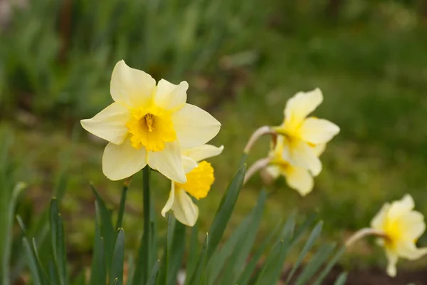 Beautiful Blooming Daffodils Growing Garden Closeup Spring Flower — Photo