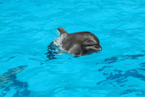 Dolphin Κολύμπι Στην Πισίνα Στο Θαλάσσιο Πάρκο Θηλαστικών — Φωτογραφία Αρχείου
