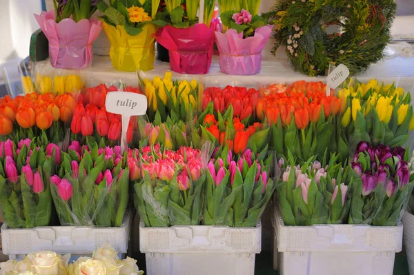 Асортимент Красивих Квітів Магазині Сонячний День — стокове фото