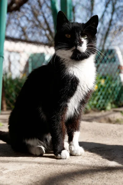 晴れた日にフェンスの近くでかわいい黒と白の猫 — ストック写真