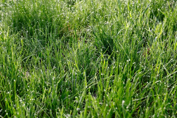 Beautiful Bright Green Grass Covered Morning Dew —  Fotos de Stock