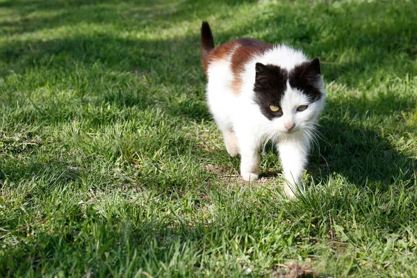 かわいい猫が緑の草の上を歩く テキストのスペース — ストック写真