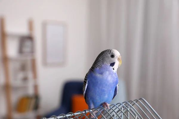 Beautiful Light Blue Parrot Cage Indoors Cute Pet — 스톡 사진