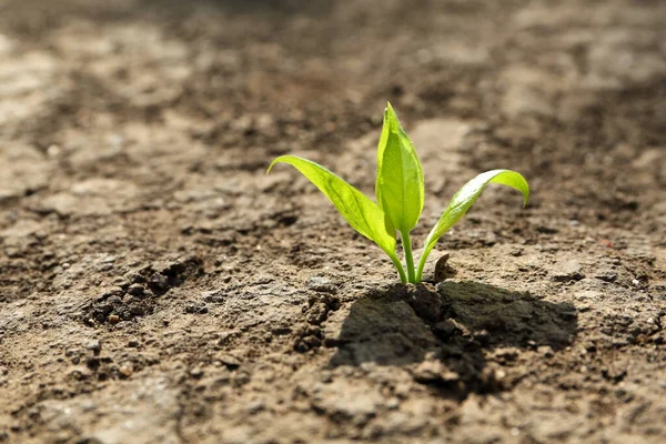 Young Green Seedling Growing Dry Soil Spring Day Closeup Hope — Stock fotografie