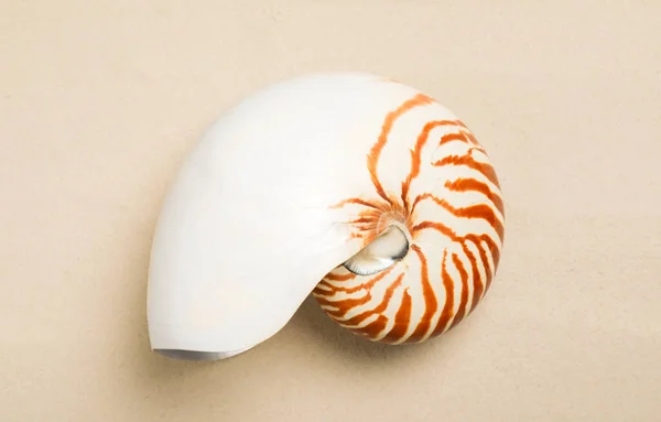 Nautilus Shell Světlém Pozadí Horní Pohled — Stock fotografie