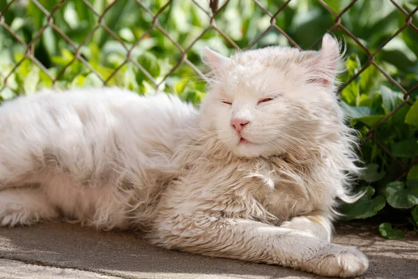 晴れた日にフェンスの近くに休んでかわいいふわふわの猫 — ストック写真
