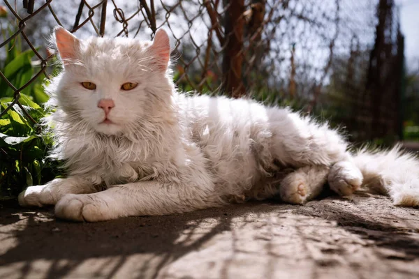 Cute Fluffy Cat Resting Fence Sunny Day — Fotografia de Stock