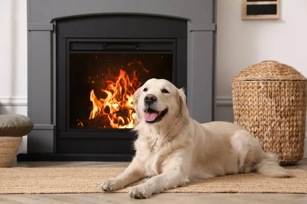 Çeride Elektrikli Şöminenin Yanında Yerde Duran Sevimli Golden Retriever Köpeği — Stok fotoğraf