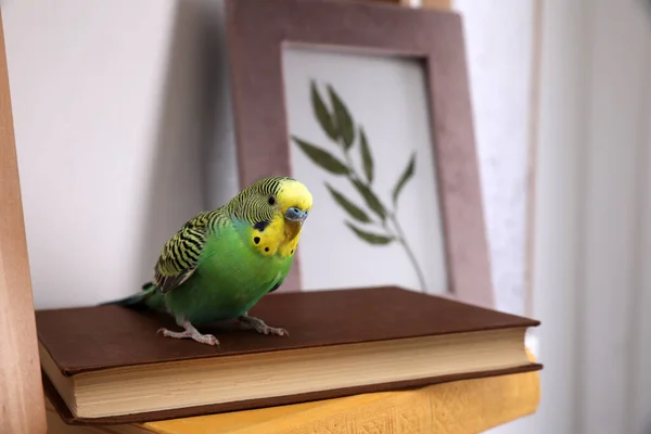 Belo Papagaio Verde Livros Casa Bonito Animal Estimação — Fotografia de Stock