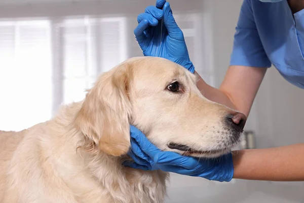 Veterinär Håller Akupunktur Nål Nära Hundens Huvud Kliniken Närbild Djurbehandling — Stockfoto