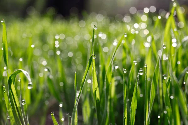 Schönes Hellgrünes Gras Bedeckt Mit Morgentau Nahaufnahme — Stockfoto