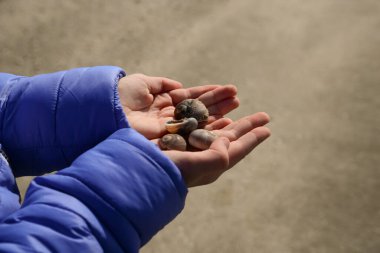 Child holding beautiful seashells in hands on beach, closeup