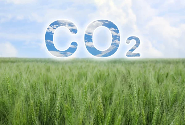 Co2 Kibocsátás Csökkentése Gyönyörű Kilátás Nyílik Búza Mező — Stock Fotó