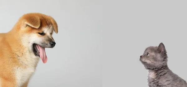 Lindo Perro Gato Sobre Fondo Gris Claro Espacio Para Texto — Foto de Stock