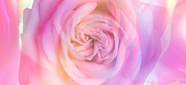 Beautiful Pink Rose Closeup View Banner Design — Zdjęcie stockowe