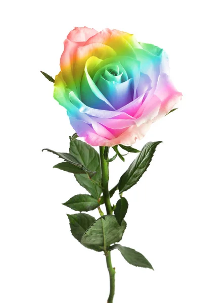 Hermosa Rosa Tonificada Colores Arcoíris Sobre Fondo Blanco — Foto de Stock