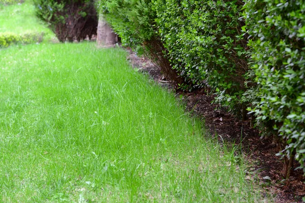 Green Lawn Bushes Park Closeup View — Stok Foto