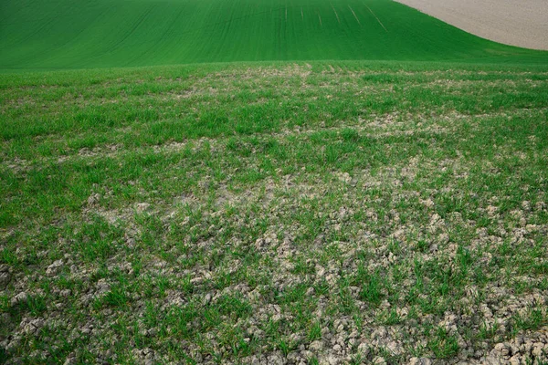 Pole Gliniane Bujną Zieloną Trawą — Zdjęcie stockowe