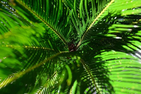 Beautiful Palm Leaves Sunny Day Closeup View —  Fotos de Stock