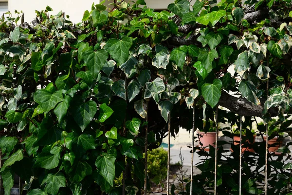 Plíživá Rostlina Zelenými Listy Plotě Venku — Stock fotografie