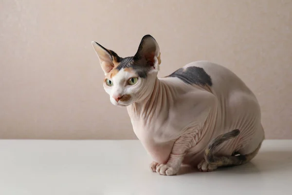 Krásná Sphynx Kočka Bílém Stole Proti Béžové Pozadí — Stock fotografie