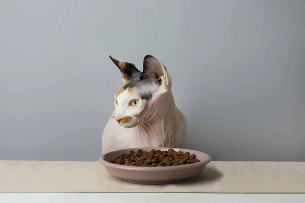 Beautiful Sphynx Cat Plate Kibble Served White Table Grey Background — 스톡 사진