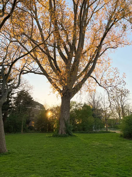 Beautiful View Backyard Trees Sunset — Stock fotografie