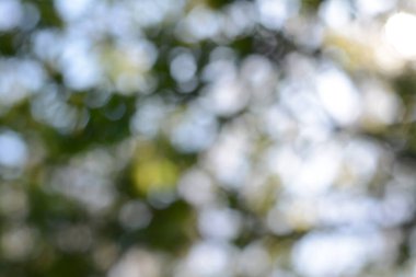 Açık havada yeşil ağacın bulanık görüntüsü. Bokeh etkisi