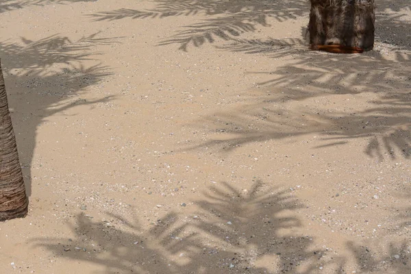 Shadows Tropical Branches Beach Sand — Zdjęcie stockowe