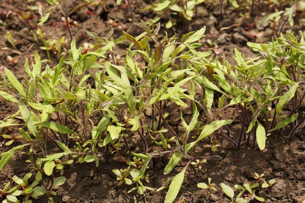 Young Tomato Seedlings Growing Soil Closeup View —  Fotos de Stock