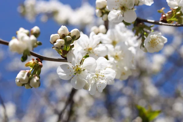 Closeup View Beautiful Blossoming Plum Outdoors Sunny Spring Day — Stock Fotó