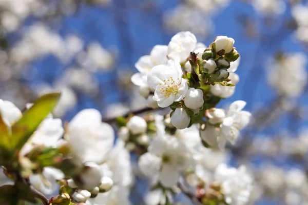 Szoros Kilátás Gyönyörű Virágzó Szilva Szabadban Napsütéses Tavaszi Napon — Stock Fotó