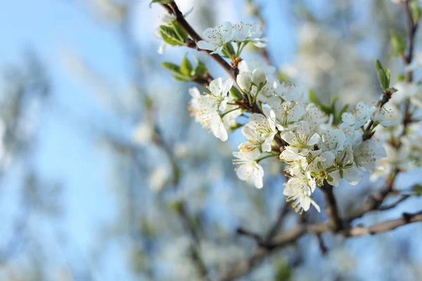 Beautiful Apricot Tree Branch Tender Flowers Blue Sky Closeup Awesome — стоковое фото