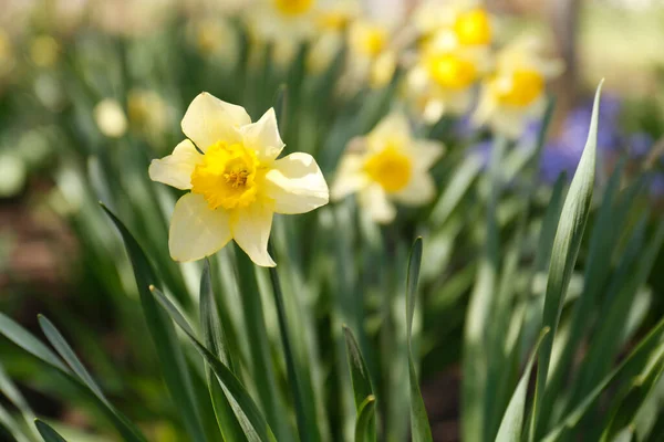 Beautiful Yellow Daffodil Outdoors Spring Day Closeup — Stock fotografie