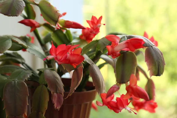 Cacto Caranguejo Bonito Com Flores Vermelhas Close — Fotografia de Stock
