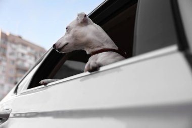 Cute Jack Russel Terrier peeking out car window