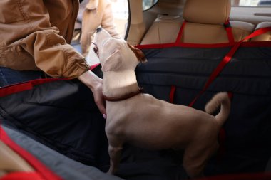 Kadın, Jack Russel Terrier köpeğini arabaya koyuyor. Hayvan aksesuarı