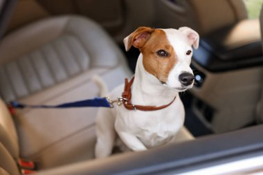 Jack Russel Terrier arabada. Sevimli hayvan.