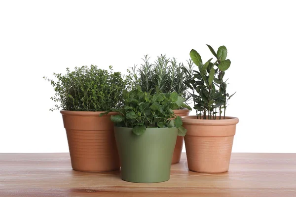 Pots Thyme Bay Mint Rosemary Wooden Table White Background — 스톡 사진