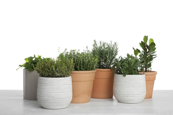 Pots Thyme Bay Sage Mint Rosemary Table White Background — Stok Foto