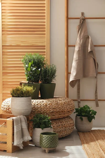 Odada farklı saksı bitkileri var. İç tasarım