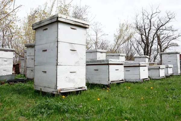 Many White Bee Hives Apiary Outdoors — Stock Photo, Image