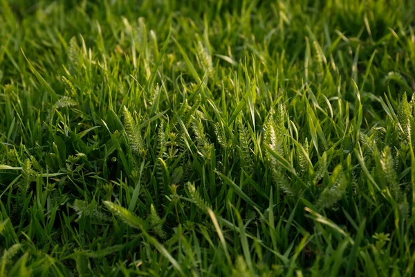 Green Lawn Fresh Grass Outdoors Closeup — Stock Photo, Image