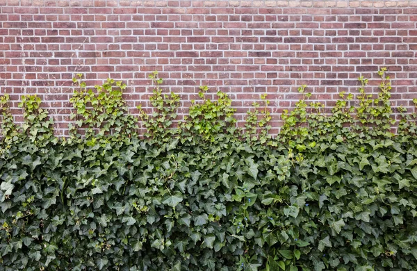 Brick Wall Covered Beautiful Green Ivy — стоковое фото