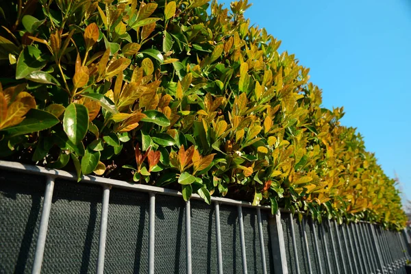 Metal Fence Beautiful Bushes Colorful Leaves Outdoors Sunny Day Low — Stock fotografie