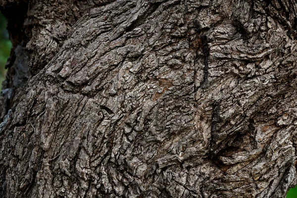 Texture Tree Trunk Background Closeup View — Stock Photo, Image