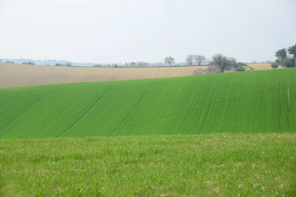 Picturesque Landscape Beautiful Green Agricultural Field Sunny Day — Fotografia de Stock