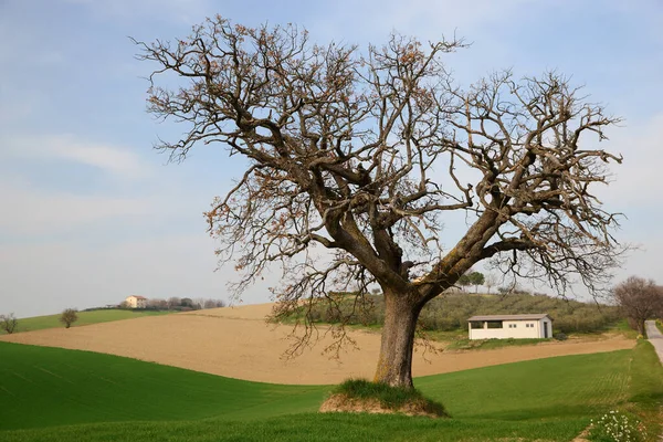 Hermoso Paisaje Rural Con Hierba Verde Árbol Día Soleado — Foto de Stock