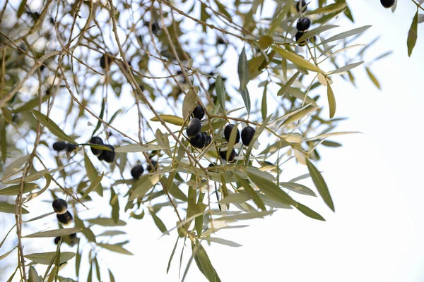 Closeup View Beautiful Olive Tree Black Fruits Outdoors — Stock Photo, Image